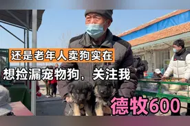 德牧分长毛和短毛，同样都是600，你看你喜欢哪种？评论区留言