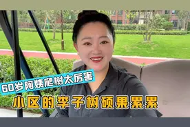 成都60岁的阿姨爬树太快惊呆了我，小区的果树产量多，李子随便摘视频封面