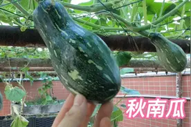 秋南瓜太会结了，结瓜后施这两种肥，肥效快，个个都能长大视频封面