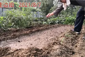 立秋种茴香，越长越新鲜。种好茴香要做到地湿、籽密、覆盖严