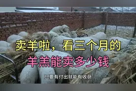 我家卖羊啦，看看我家30斤的羔羊卖多少，羊的价格还涨吗视频封面