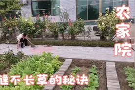 河北农家院砖缝不长草，70后老师有秘诀和技术要领视频封面