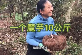 跟大妈家挖魔芋，种了67年的魔芋一个就34公斤，最重的有10公斤