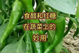 食醋和红糖在蔬菜中的妙用，防病促长效果倍棒，好不好你说了算