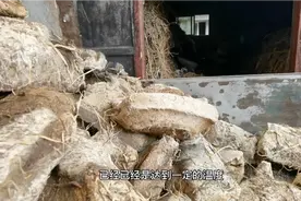 酱香酒工艺之三，曲药的制作流程。珍惜每一滴酱香美酒。