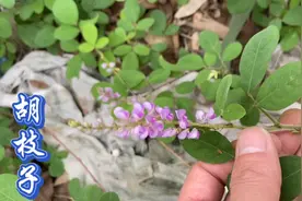 农村野草胡枝子，号称“随军茶”煮水泡茶，您知道有哪些好处吗