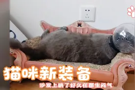 猫咪新装备