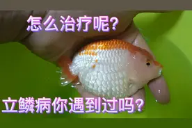 观赏鱼炸鳞了！你用什么方法治理？还是直接放弃？看看我怎么办！