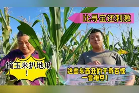 今年的玉米长的一言难尽，有秃顶的还有呲呲牙的，丑的奇形怪状！