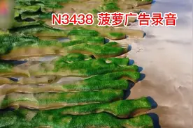 卖菠萝广告词录音成品下载，卖菠萝广告语录音，卖菠萝叫卖录音视频封面