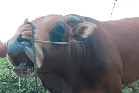 三年的大黄牛，牛主人说有一千多斤，每天喂一桶米汤水加麦皮视频封面
