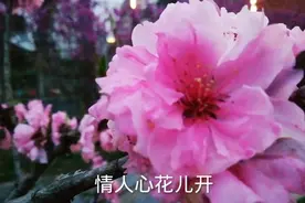一曲《桃花朵朵开》 看尽春日桃花，满满的童年回忆 。视频封面
