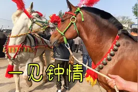 拉四轮马车的两匹辕马“一见钟情”这马车上路会不会查车要驾本呢视频封面