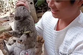 兔子跟老鼠是不是同类？感觉它们长得好像，只是兔子长得比老鼠大