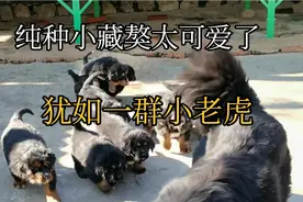 一群虎头虎脑的小藏獒非常的可爱  长大了那可是很勇猛果敢的哦视频封面
