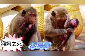 猴妈胎盘滞留盆腔感染而死，留下孤儿小马丁，马丁的命运家喻户晓