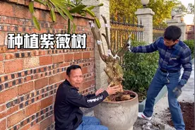 紫薇树应该怎么种植，才变成盆景之花，龙哥土方法教大家栽育