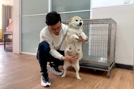 柴犬怀孕55天，肚子大到可以清晰的摸到胎动！大家猜猜怀了几只！