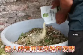 农村小伙用大桶发酵玉米秸秆，方法简单，以后玉米秸秆不用焚烧了视频封面