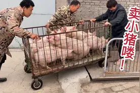 猪场卖31头小猪均重45斤，来看看30斤小猪卖什么价格？看到了希望视频封面