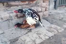 奇妙的动物，这公鸡跑不过母鸡，啄一个母鸡有难度