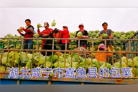 湖北咸宁嘉鱼县的包菜，真是太便宜了，说出来价格你肯定不信