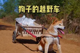 狗子坐啥车都晕，于是主人给狗子做了一辆它自己开的越野车