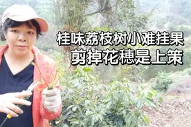 种了三年的桂味荔枝没挂果，只能剪掉花穂长新梢，期待明年大丰收视频封面