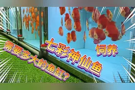 饲养七彩神仙鱼需要多大的鱼缸？视频中有详细的讲解还配有表格。