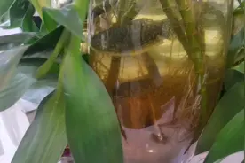 会变颜色的小鱼，它会吃蚊子的虫卵，跟人一样学会要当老大的样子视频封面