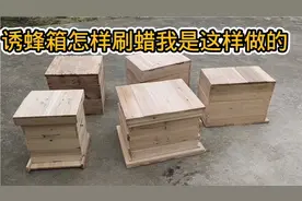 诱蜂箱经常能诱到蜂，蜂蜡我是这样刷的。视频封面