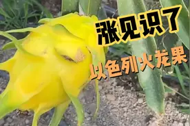 安徽乡下竟然也能种植火龙果，百香果，甚至还有芒果树，长见识！