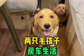 房车旅行捡到小金毛，终于长成大狗了，毛孩子让生活充满了欢乐视频封面