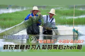 小龙虾到底是什么生物，吃什么长大的，看看虾农怎么说视频封面