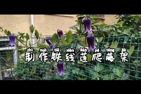 制作铁线莲爬藤架