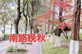 初冬时节，观山湖区金阳南路还是色彩斑斓，秋色浓郁，非常漂亮！视频封面