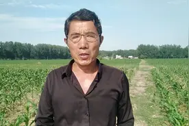 为什么说玉米根部上的叉子不能掰，掰了会使玉米减少200斤！