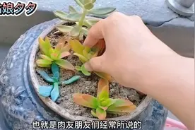怎么种植多肉？多肉根部没有根须能种活吗？手把手教你扦插多肉：视频封面