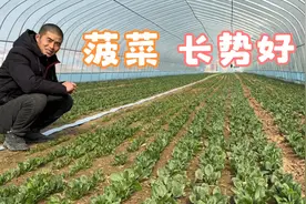 农村小伙搭建菜棚，第一季菠菜即将上市，销路是个问题，能挣钱吗