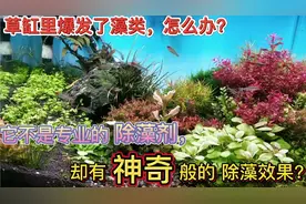 这个鱼缸除藻视频值得收藏起来！褐藻丝藻绿斑藻黑毛藻等等都可除
