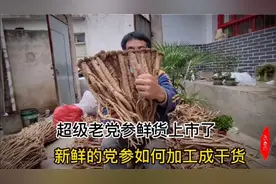 中药材新鲜党参怎么加工的，采购到鲜货的你看完视频自己也会加工
