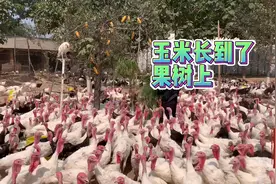 农村小伙养殖火鸡出奇招，把玉米挂满果树来喂鸡，快来看看为什么