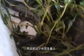 农村小伙给粉丝发野生黑鱼，活黑鱼这样打包就不会死！视频封面