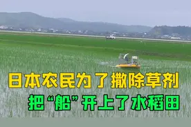 日本农村的水稻是怎么打除草剂的？这个方式你想到了吗？好玩有趣