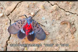 常见的花大姐为啥不能抓？原来，它也是毒虫