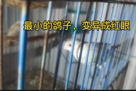 90小伙养多种鸟儿，而且还有罕见的最红眼小鸽子，这鸽子不多见吧