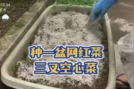 今天来种一盆三叉空心菜，底肥只用这两种，看看后面会长的怎样视频封面