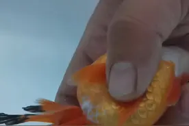 金鱼追逐应该如何处理才对？视频封面