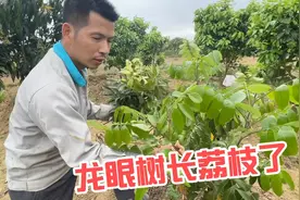 广西农村大叔真牛，在龙眼树上嫁接荔枝树，这一棵树会结两样果吗视频封面