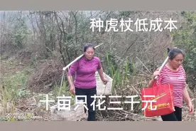 种虎杖一亩只花300元，三年收入2w元，这是如何种出来的